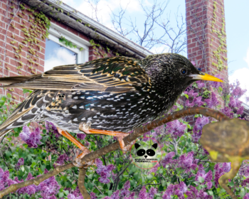 Bird Removal Thornhill