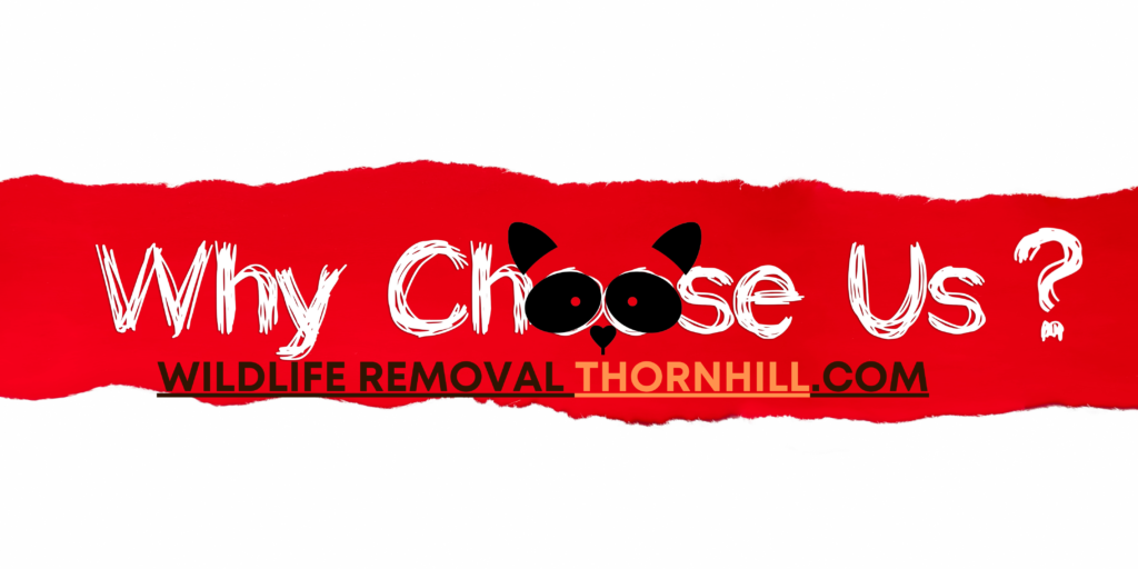 Choose Wildlife Removal Thornhill
