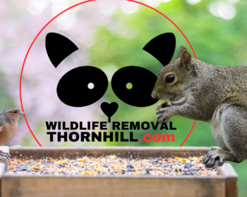 Squirrel Removal Thornhill