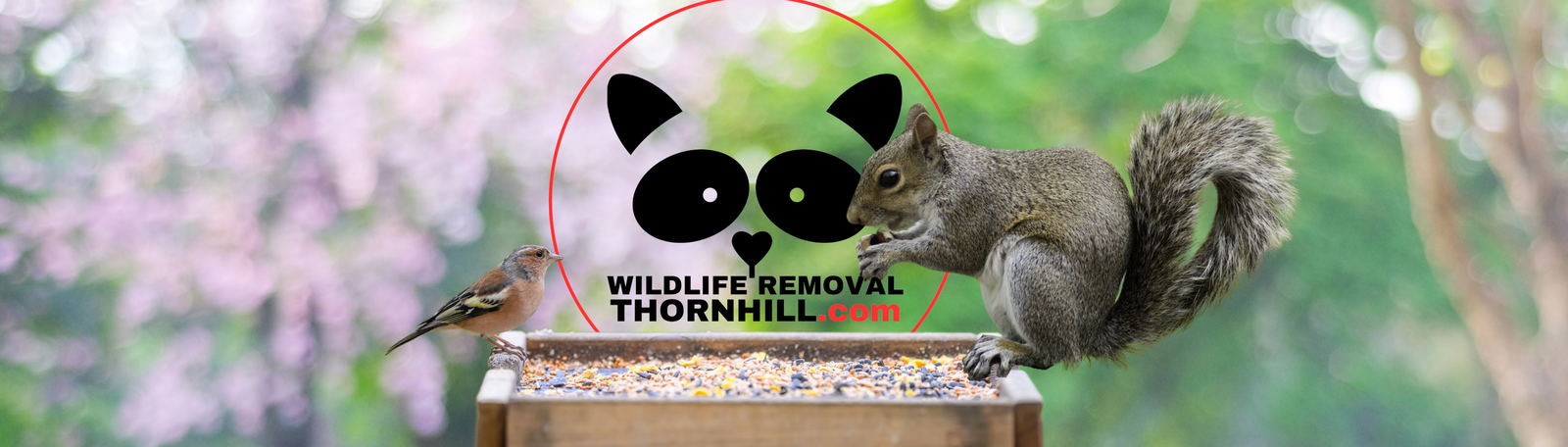 Squirrel Removal Thornhill