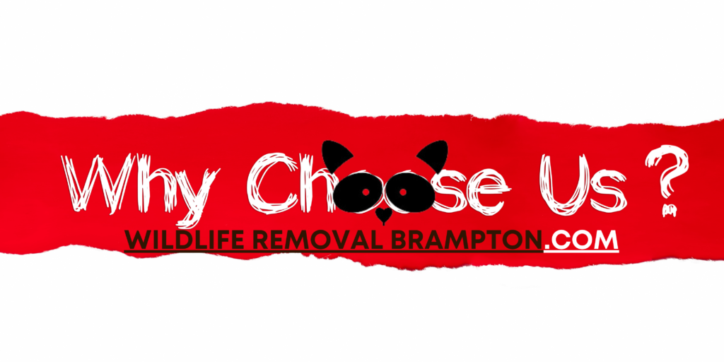 Wildlife Removal Brampton