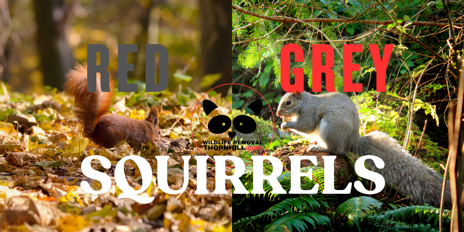 Squirrel Appearance & Varieties