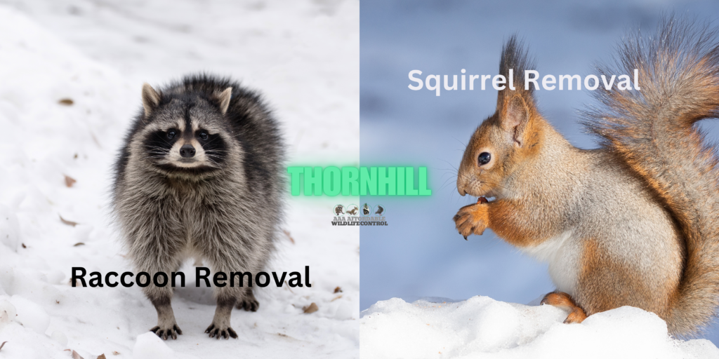 Thornhill Wildlife Control, Raccoon Removal Thornhill, Squirrel Removal Thornhill Services