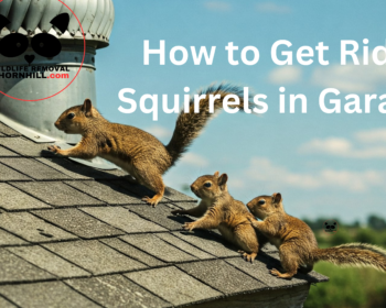 How to Get Rid of Squirrels in Garage