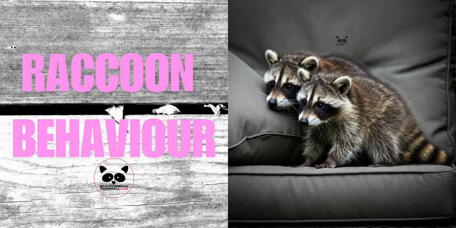 Raccoon Behaviour, How to Identify a Raccoon in Thornhill