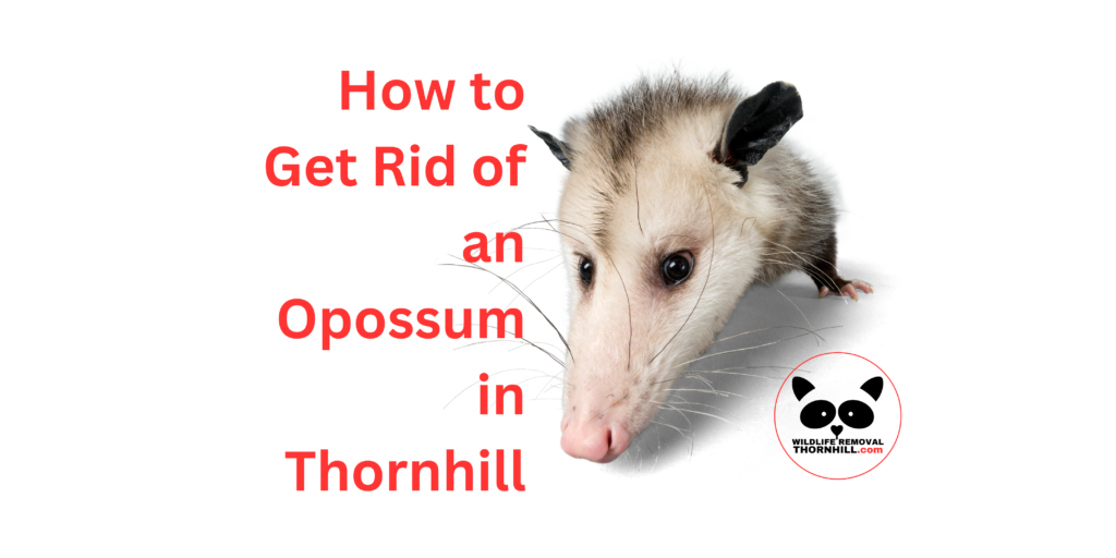 How to Get Rid of an Opossum in Thornhill