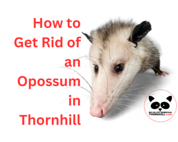 How to Get Rid of an Opossum in Thornhill