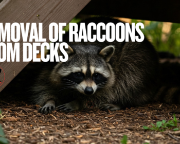 Raccoon Removal Near You in Markham, Removal Of Raccoons From Under Decks