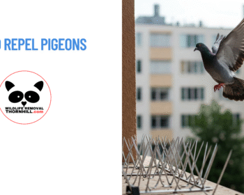How to Repel Pigeons in Thornhill