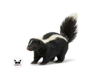 Skunk Removal Thornhill, Affordable Wildlife Removal